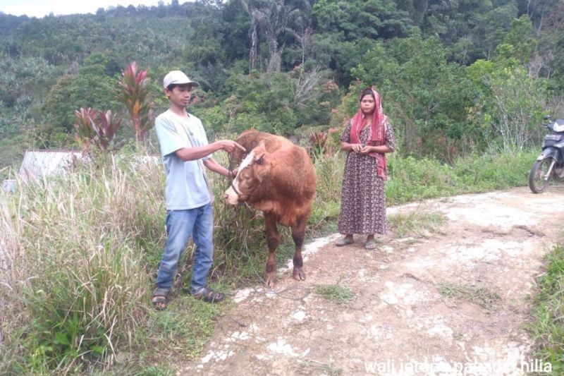 Sapi di Agam Luka Diduga Diserang Harimau Sumatera