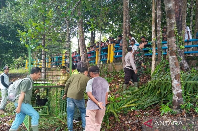 BKSDA Bengkulu Tangani Konflik Harimau di Mukomuko