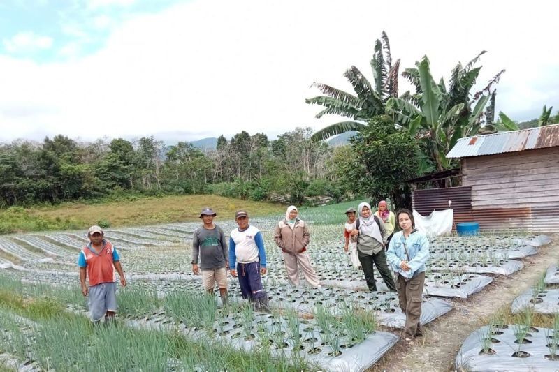 Petani Bengkayang Dapat Bimbingan Penyakit Daun Bawang dari Pemerintah