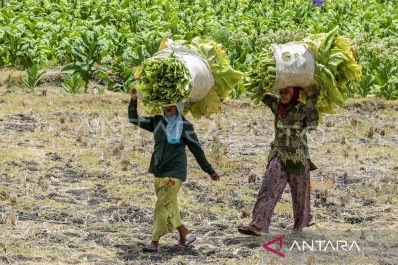 Kritik DPR NTB: DBHCHT Tak Beri Manfaat Bagi Petani Tembakau