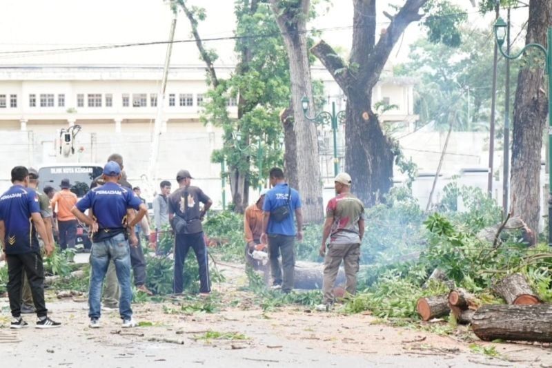 Pemkot Kendari Pangkas Pohon Rawan Tumbang: Prioritaskan Keselamatan Warga