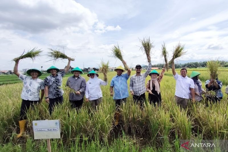 Bogor Panen Padi Nutri Zinc, Solusi Atasi Stunting?