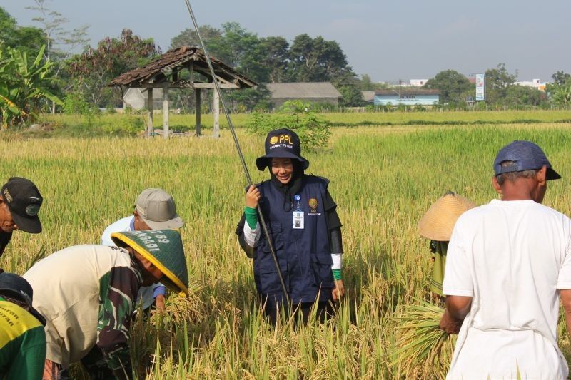 DP3 Sleman Dukung Petani Tingkatkan Kualitas Padi