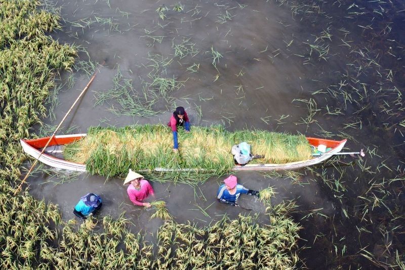 Banjir Limboto Rendam Puluhan Hektare Sawah, Petani Panen Dini