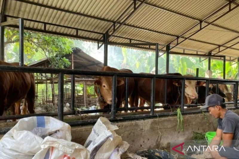 Kota Jambi Terima 150 Dosis Vaksin PMK, Antisipasi Wabah