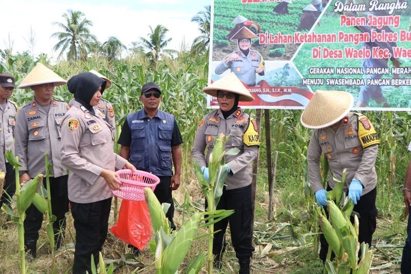 Polres Buru Panen Jagung, Sukseskan Ketahanan Pangan Nasional