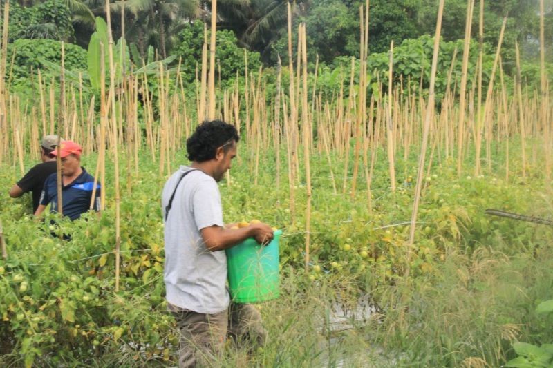 Rp172 Miliar untuk Ketahanan Air di Maluku Utara, Program Pertanian Terdongkrak