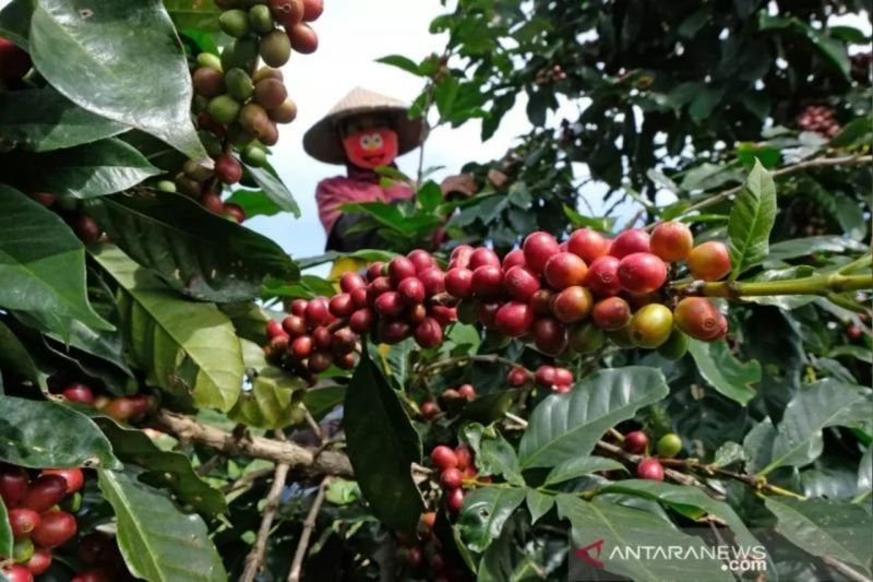 Pemkab Sigi Dukung Peningkatan Pendapatan Petani Kopi