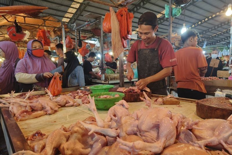 Harga Ayam Stabil di Pontianak Jelang Imlek, Hanya Rp25.000/kg