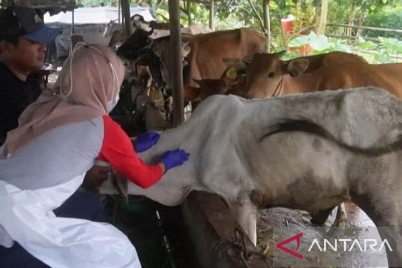 4.000 Sapi di Bangka Belitung Divaksin Cegah PMK