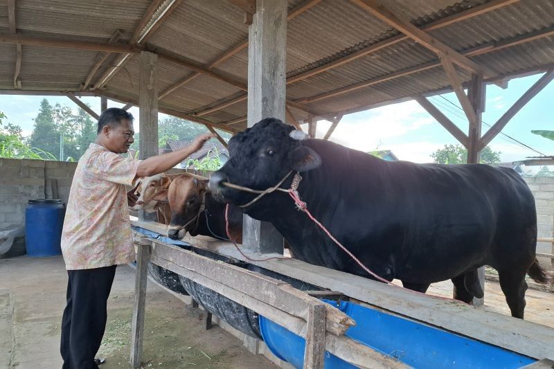 193 Ternak di Lampung Sembuh dari Penyakit Mulut dan Kuku