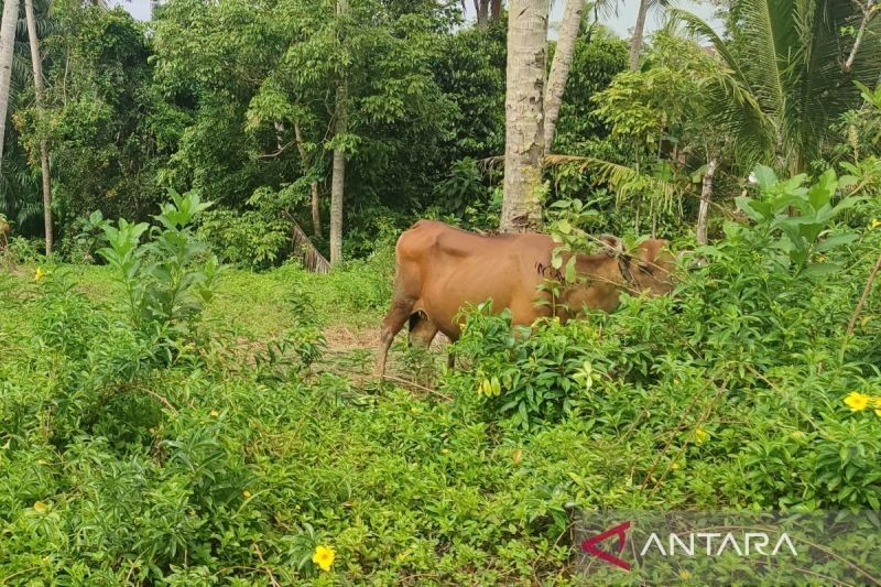 Enam Sapi di Bengkulu Mati Terjangkit Jembrana, Pemkot Bergerak Cepat