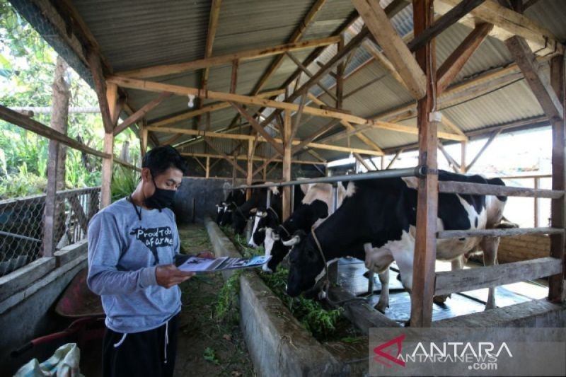 Kalbar Tingkatkan Kewaspadaan Hadapi Wabah PMK