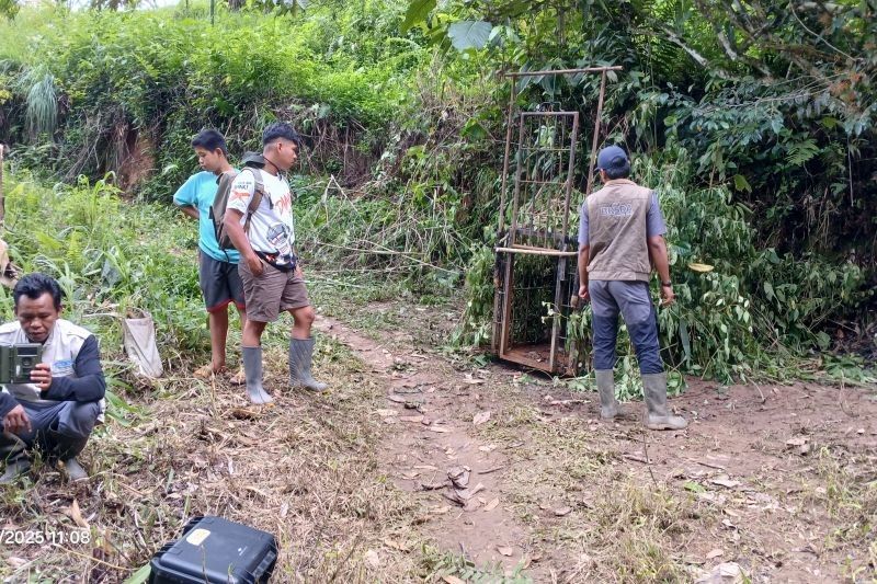 BKSDA Sumbar Pasang Jebakan Harimau Cacat di Agam