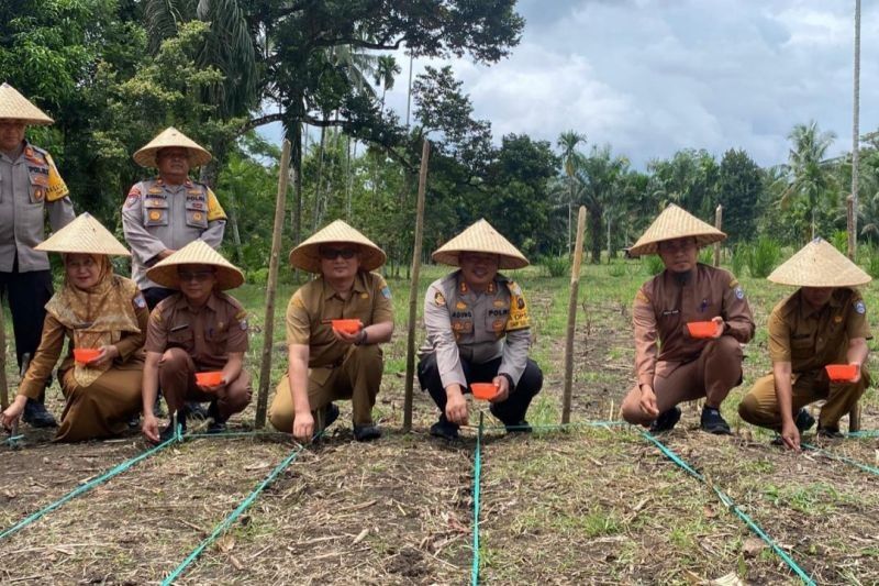 Petani Pasaman Barat Diminta Gunakan Benih Jagung Unggul