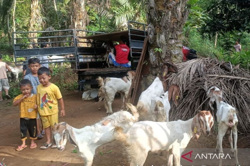 Dana Desa di Mukomuko: 20% untuk Kembangkan Peternakan Kambing