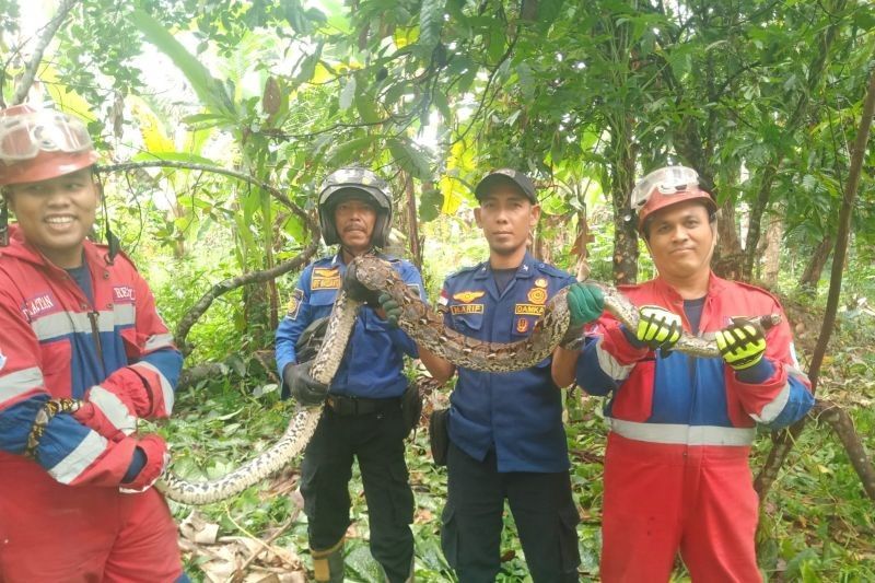 Damkar Kota Jambi Evakuasi Ular Sanca 2,5 Meter di Rumah Warga