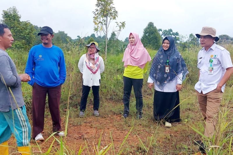 Bintan Kembangkan Padi Gogo untuk Swasembada Pangan Nasional