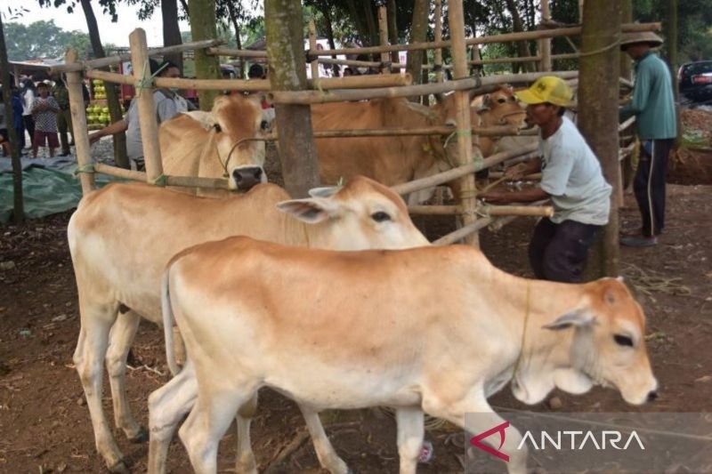 PMK Ancam Populasi Sapi Potong Bekasi: Harga Daging Terancam Naik?