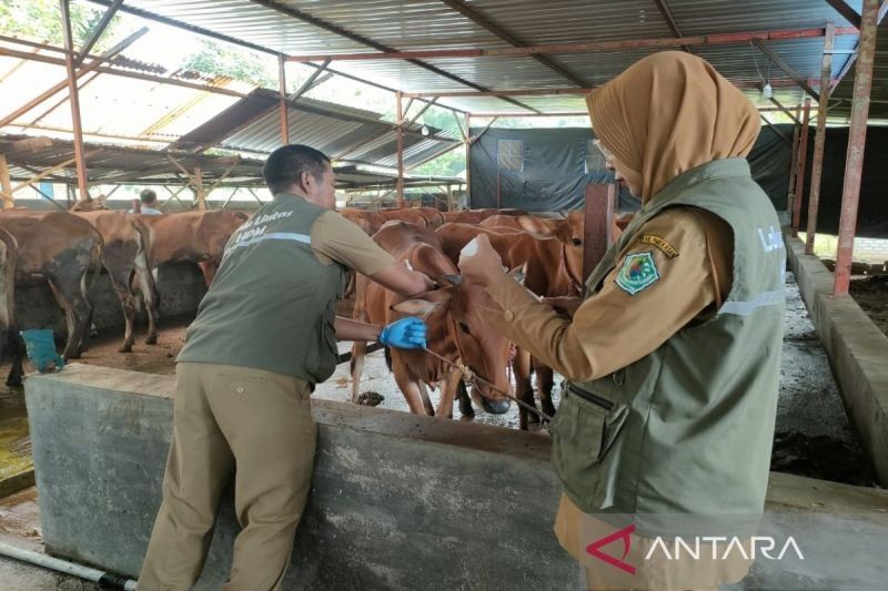 7.000 Dosis Vaksin PMK Salurkan Pemkab Sumenep untuk Cegah Penyebaran