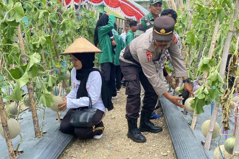 Polres Buru Selatan Sukses Panen Raya, Dukung Ketahanan Pangan Nasional