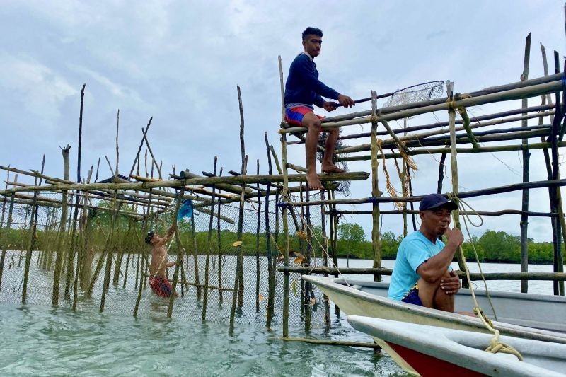 Panen Raya Ikan Dingkis Jelang Imlek di Batam: Rezeki Nelayan Tembus Puluhan Juta