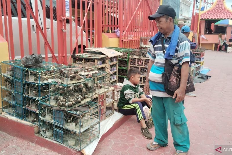 Omzet Puluhan Juta Pedagang Burung Pipit di Imlek Palembang