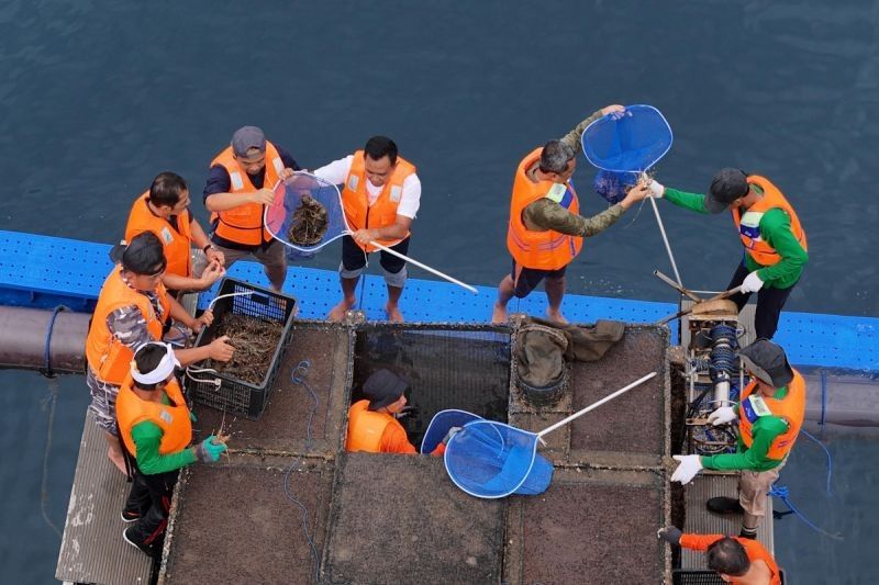 KKP Dorong Budidaya Lobster: Panen Perdana di Bali Tandai Langkah Maju