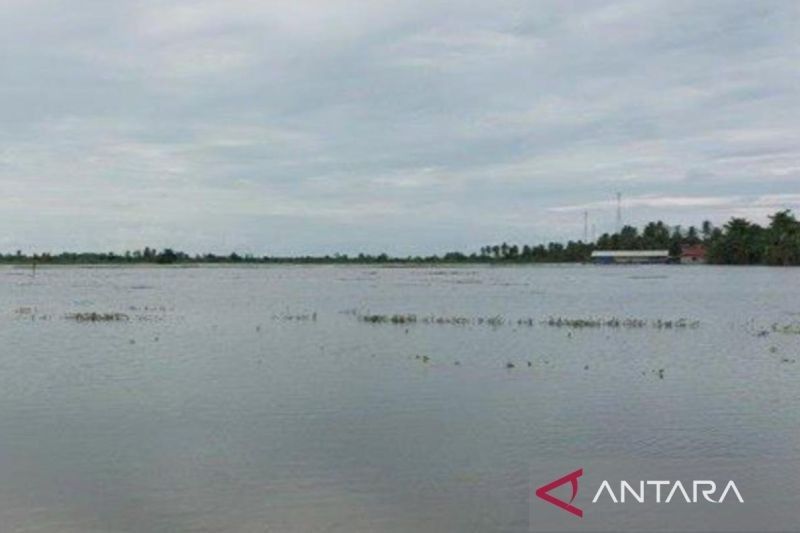 Kalsel Siapkan Bantuan Benih untuk Petani Terdampak Banjir