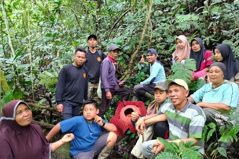 Rafflesia Arnoldii Mekar Sempurna di Agam, Sumatera Barat