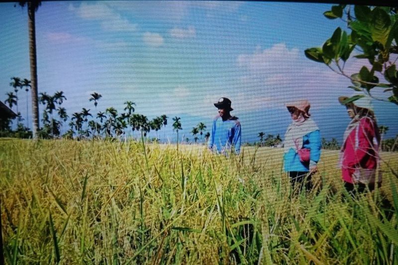 Petani Milenial Pasaman Sukses Budidaya Bibit Padi Unggul