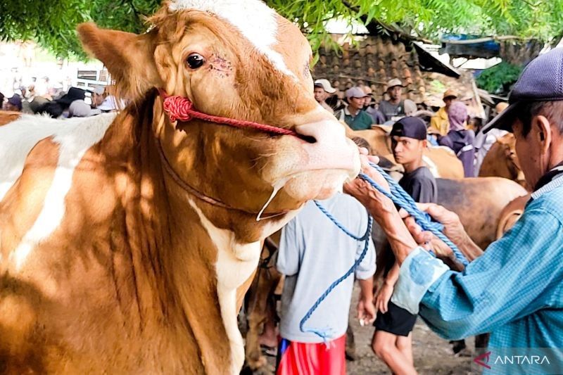 Situbondo Darurat PMK: 303 Sapi Terjangkit, Vaksinasi Digencarkan