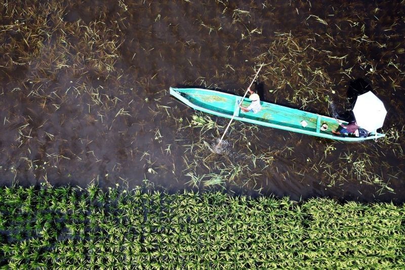 Banjir Gorontalo: Pendataan Lahan Pertanian Terdampak dan Bantuan Bibit