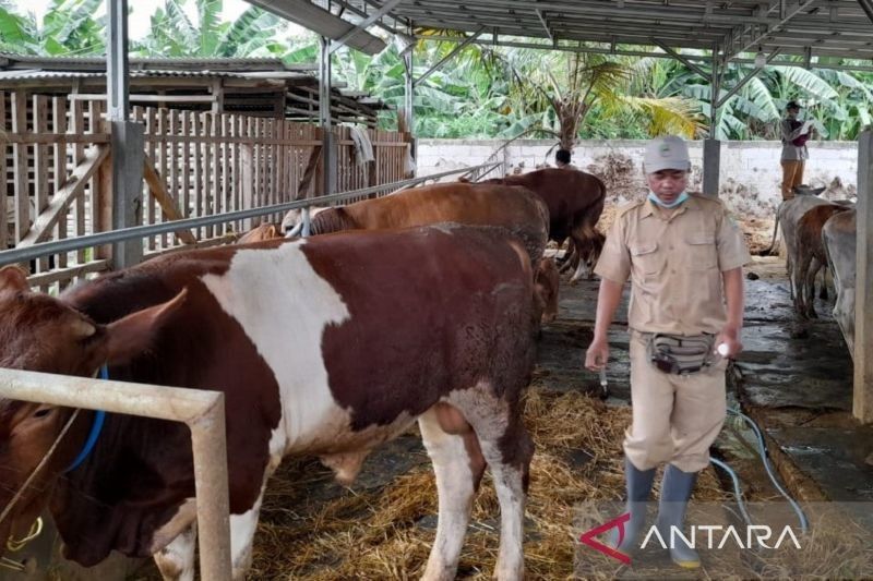 Kabupaten Bekasi Perangi PMK: Vaksinasi dan Biosekuriti Jadi Kunci