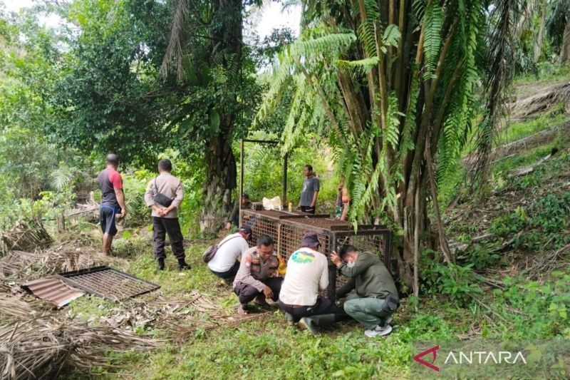 BKSDA Bengkulu Nonaktifkan Tiga Perangkap Harimau di Mukomuko