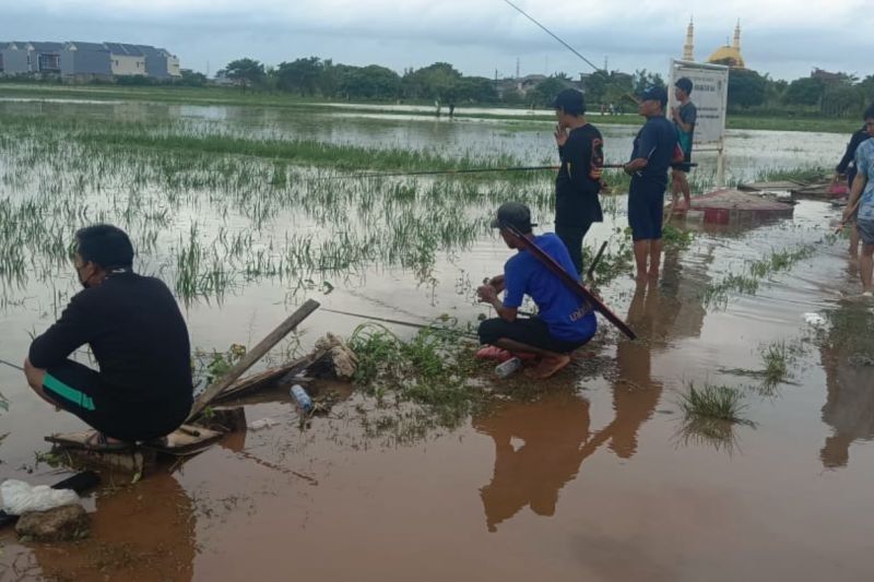 Warga Rorotan Panen Ikan Saat Banjir, Akibat Luapan Tambak