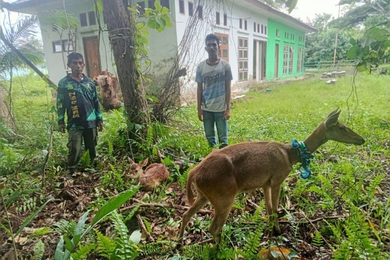 BKSDA Maluku Selamatkan Dua Rusa Timor dari Warga Bula