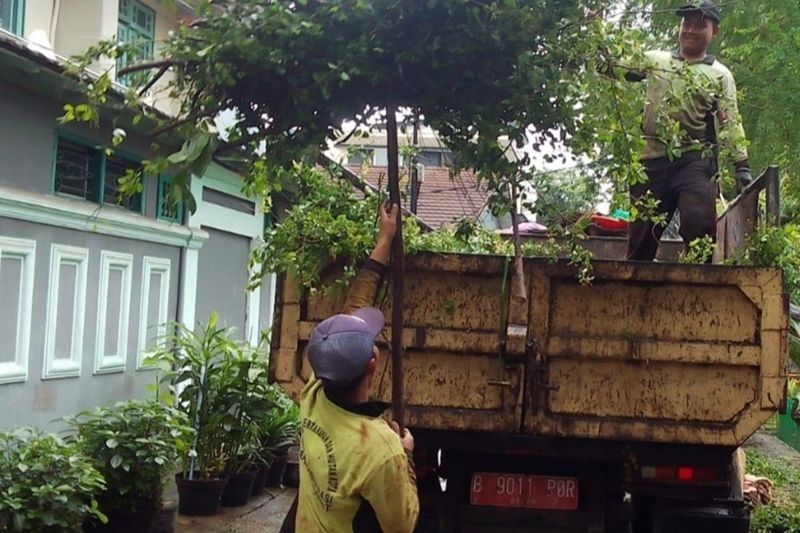 Pohon Tumbang di Jakbar Akibat Hujan Deras, Dua Tim Sudin Tamhut Lakukan Evakuasi