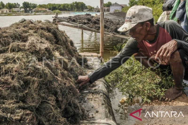 Potensi Budi Daya Perikanan Maluku Capai 158.482 Ha, Masih Banyak yang Belum Termanfaatkan