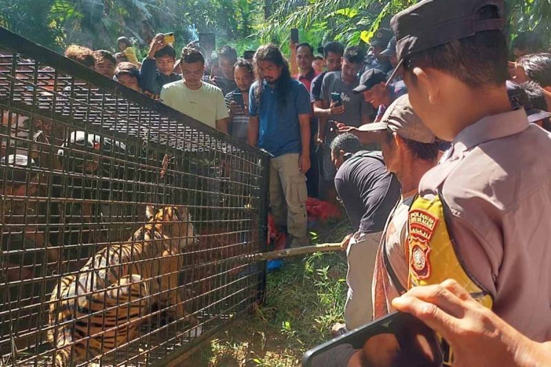 Dua Sapi Mangsa Harimau di Aceh Timur: BKSDA Turun Tangan