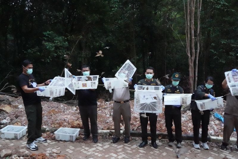 1.200 Burung Pipit Dilepasliarkan di Batam Setelah Ditangkap Karantina Kepri