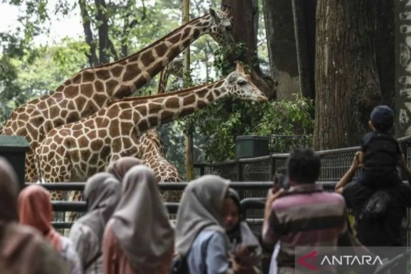 146 Ribu Wisatawan Ramaikan Ragunan Selama Libur Isra Miraj dan Imlek