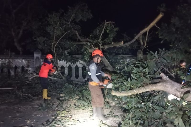 Pohon Tumbang Timpa TPU di Sukabumi, BPBD Lakukan Evakuasi