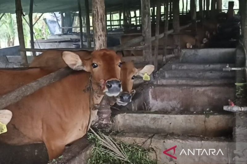 Bangka Barat Vaksinasi Sapi Cegah PMK: 300 Dosis untuk 1800 Ekor Sapi