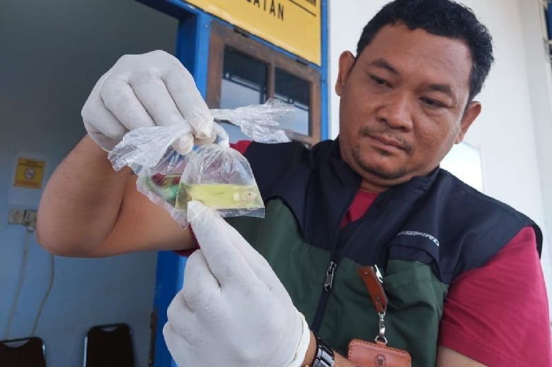 820 Ikan Hias Lolos Karantina di Papua Selatan, Aman untuk Diperjualbelikan