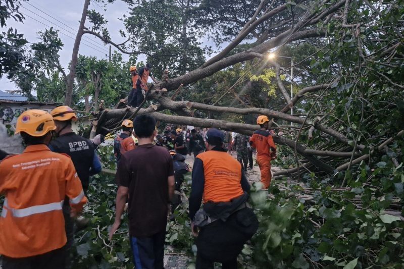 Angin Kencang di Bondowoso: Lima Pengendara Luka Akibat Pohon Tumbang