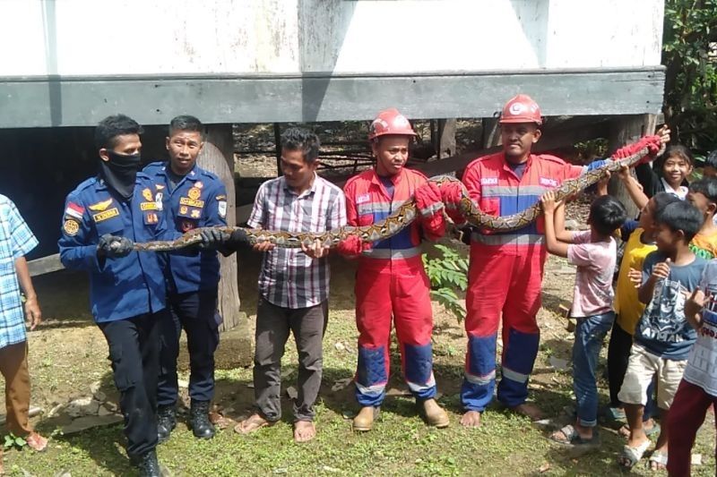 Damkar Jambi Evakuasi Piton 4 Meter, Tiga Kali Tangkap Ular Seminggu Ini