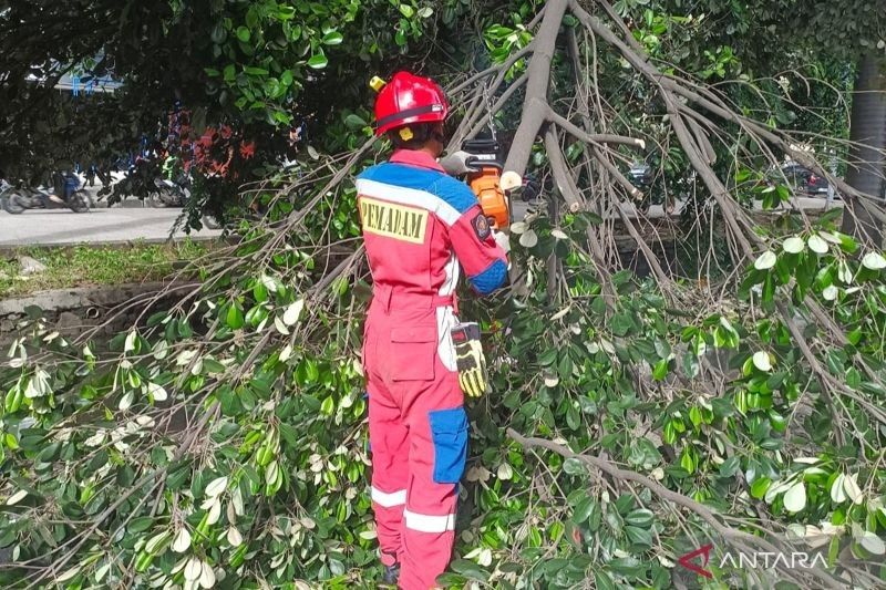 Pohon Tumbang di Cengkareng, Jakarta Barat: Evakuasi Petugas Gabungan