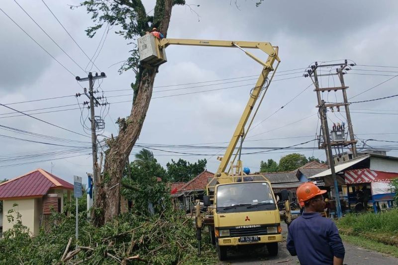 PT Timah dan PLN Tebang Pohon Berisiko di Mentok, Bangka Barat