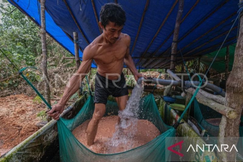 Potensi Sagu Maluku: 36.462 Hektare Lahan untuk Ketahanan Pangan